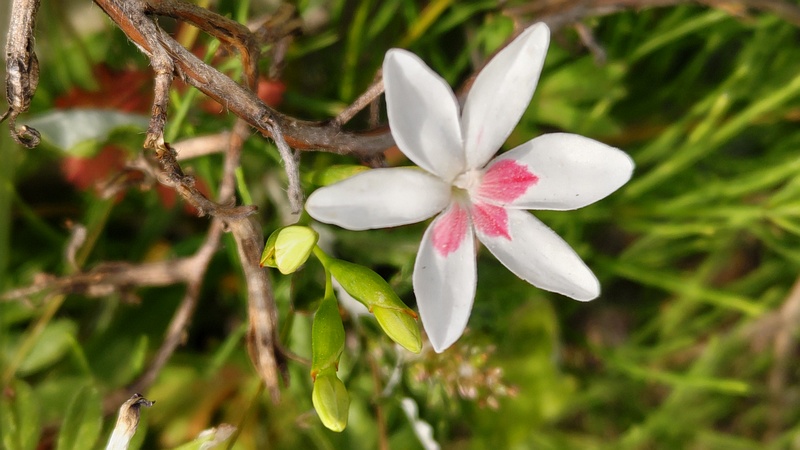 ヒメヒオウギの花 横浜市旭区鶴ヶ峰本町