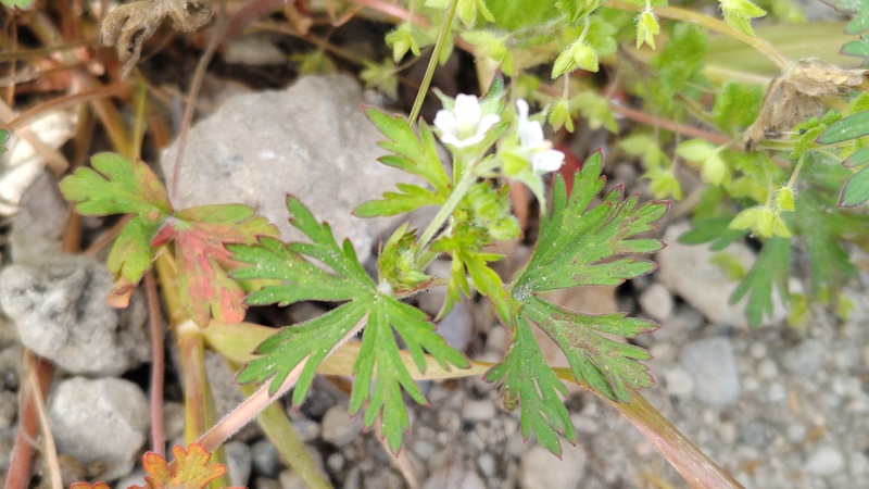アメリカフウロの花 横浜市旭区鶴ヶ峰本町