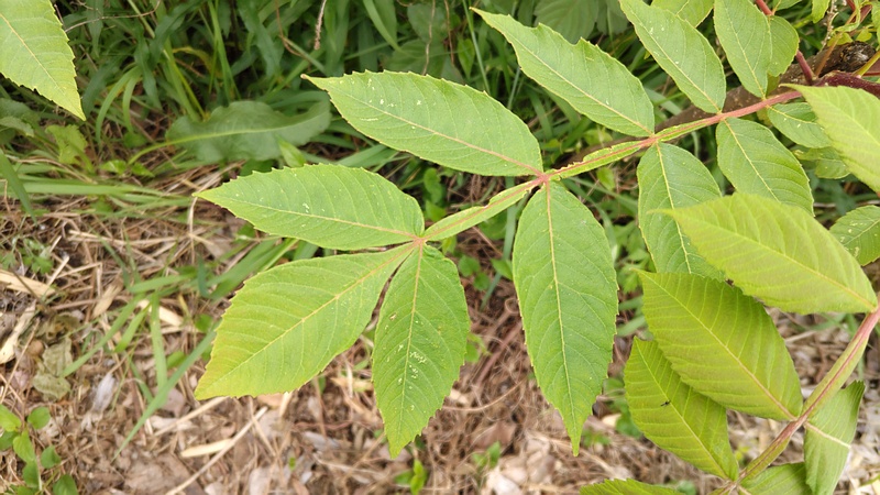 ヌルデ 横浜市旭区鶴ヶ峰本町