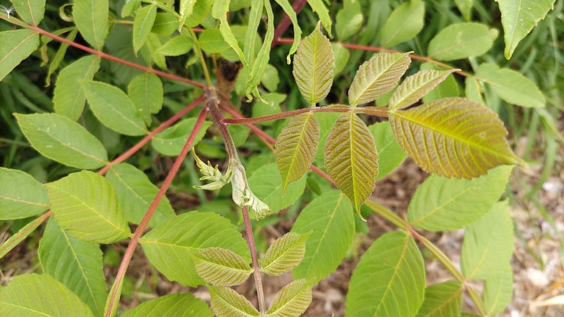 ヌルデ 横浜市旭区鶴ヶ峰本町
