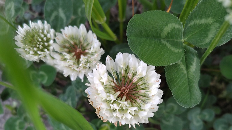 シロツメクサの花 横浜市旭区今川町