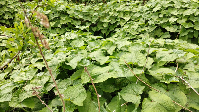 シャクチリソバ 横浜市旭区今川町