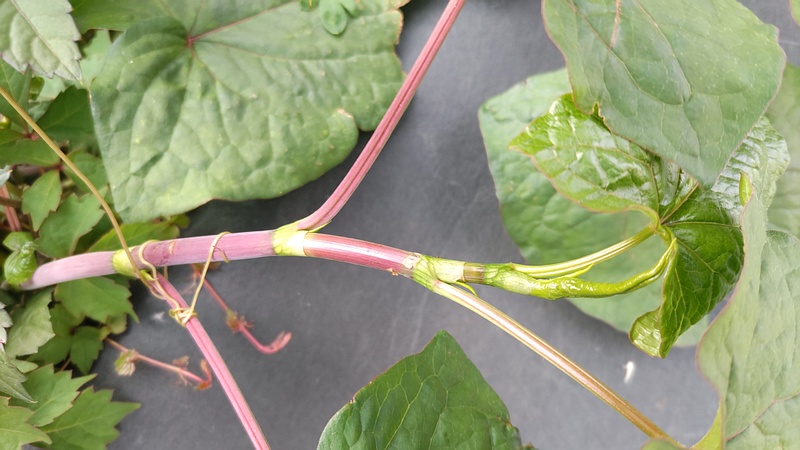 シャクチリソバ 横浜市旭区今川町