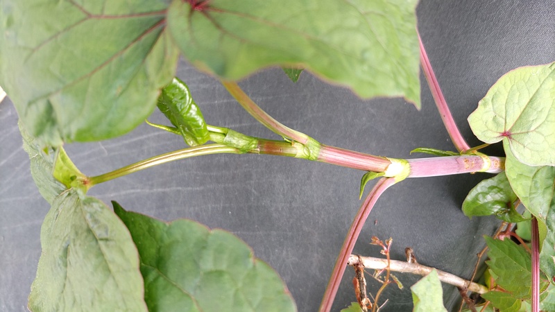 シャクチリソバ 横浜市旭区今川町