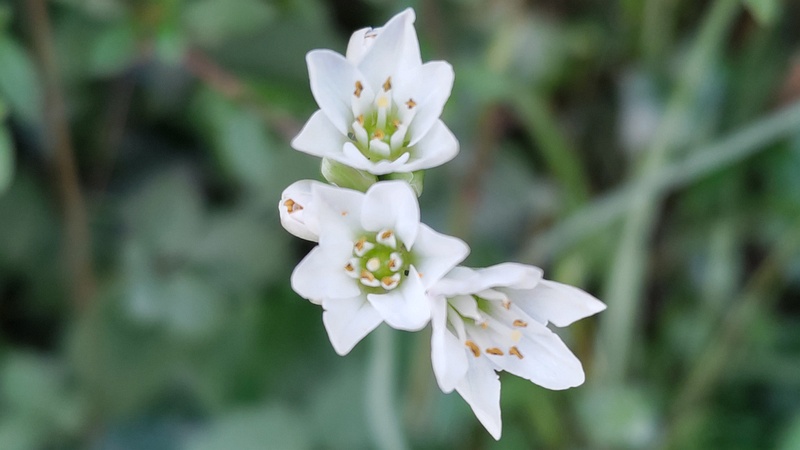 ハタケニラの花 横浜市旭区今川町