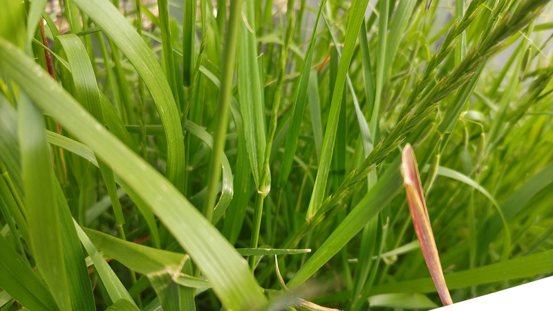 ネズミムギ 横浜市旭区今川町