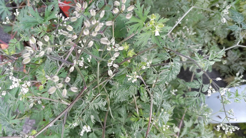 ヤブジラミの花と果実 横浜市旭区今川町
