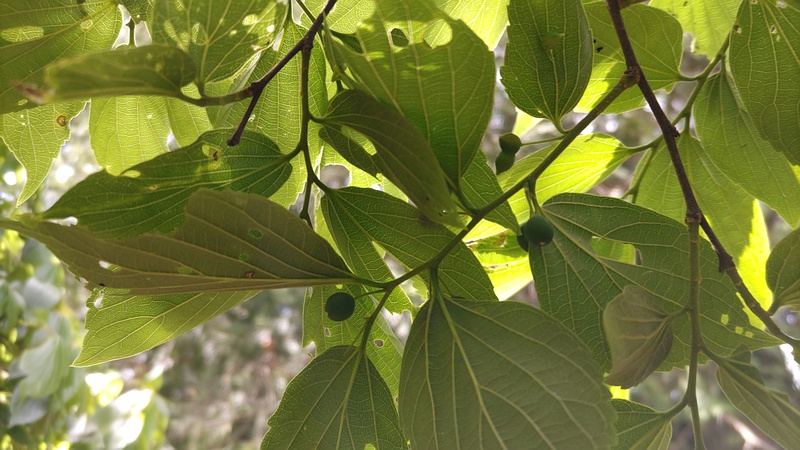 エノキの果実 横浜市旭区希望が丘ふれあいの森公園