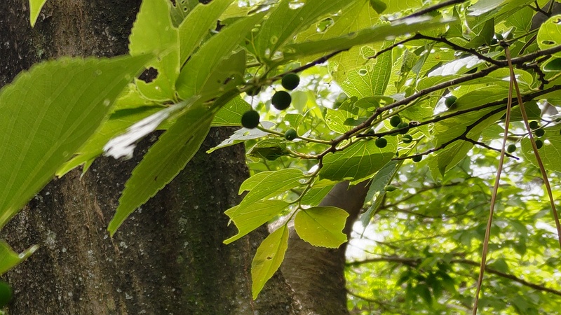 エノキの果実 横浜市旭区希望が丘ふれあいの森公園