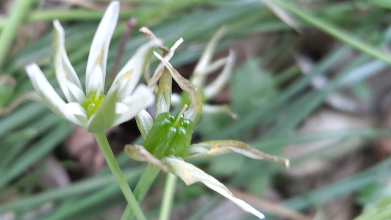オオアマナの花と果実 横浜市旭区希望が丘ふれあいの森公園