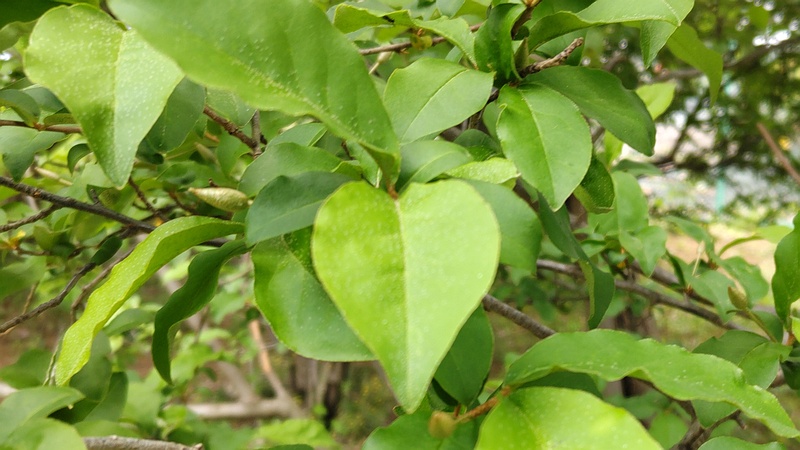 ナツグミの果実 横浜市旭区希望が丘ふれあいの森公園