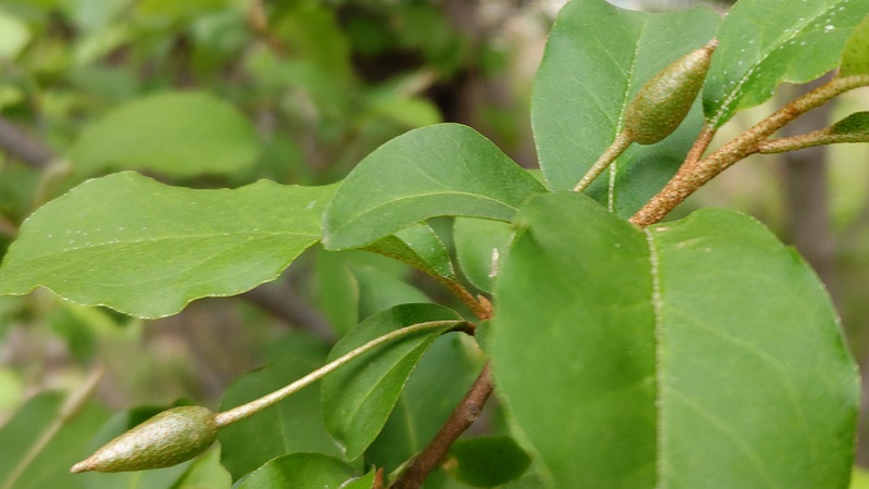 ナツグミの果実 横浜市旭区希望が丘ふれあいの森公園