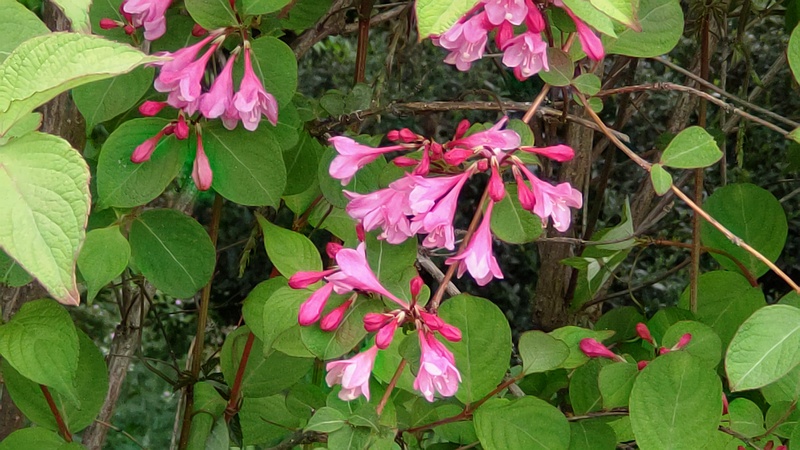 オオベニウツギの花 横浜市旭区希望が丘水の森公園