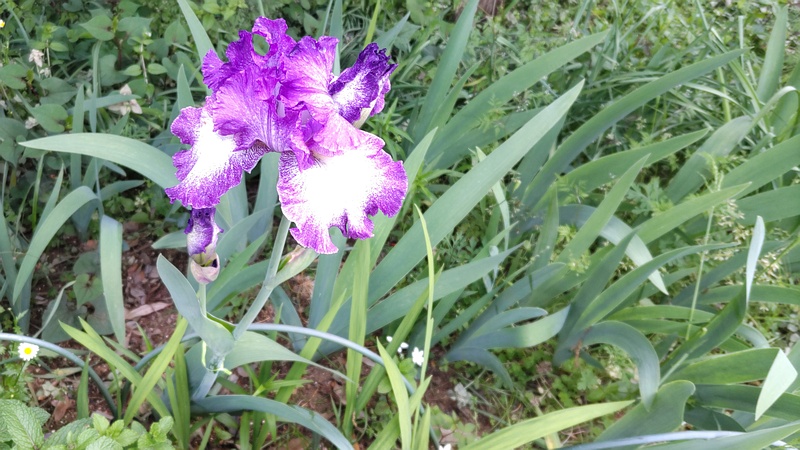 アヤメの花 横浜市旭区希望が丘水の森公園