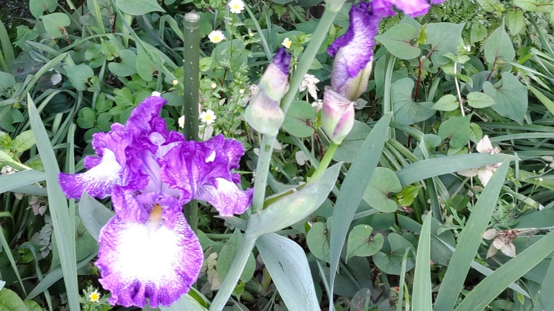 アヤメの花 横浜市旭区希望が丘水の森公園