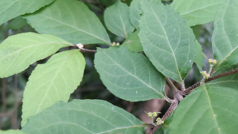 ムラサキシキブの蕾 横浜市旭区希望が丘水の森公園