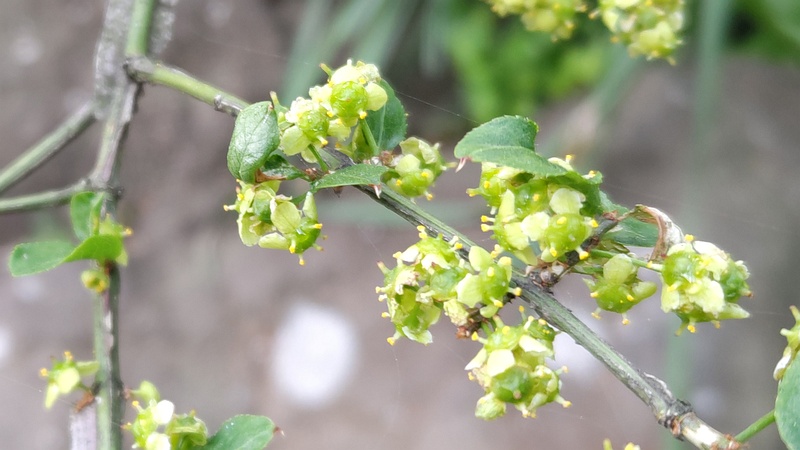 ニシキギの花 横浜市旭区希望が丘水の森公園