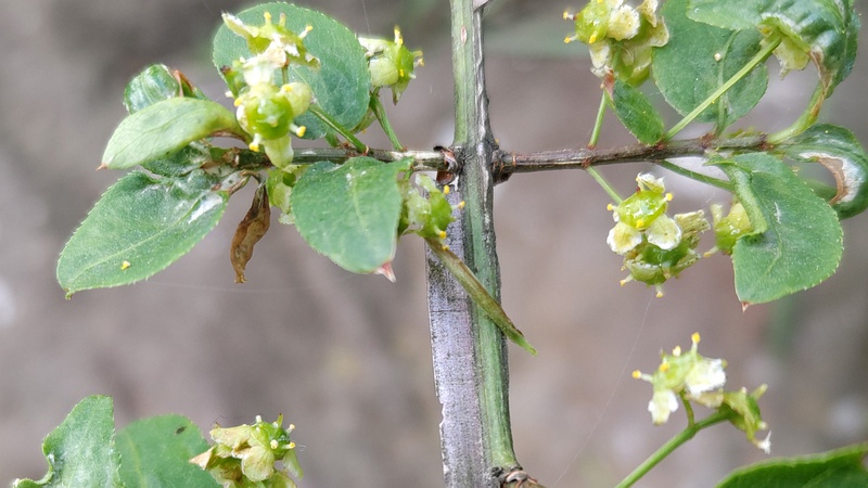 ニシキギの花 横浜市旭区希望が丘水の森公園