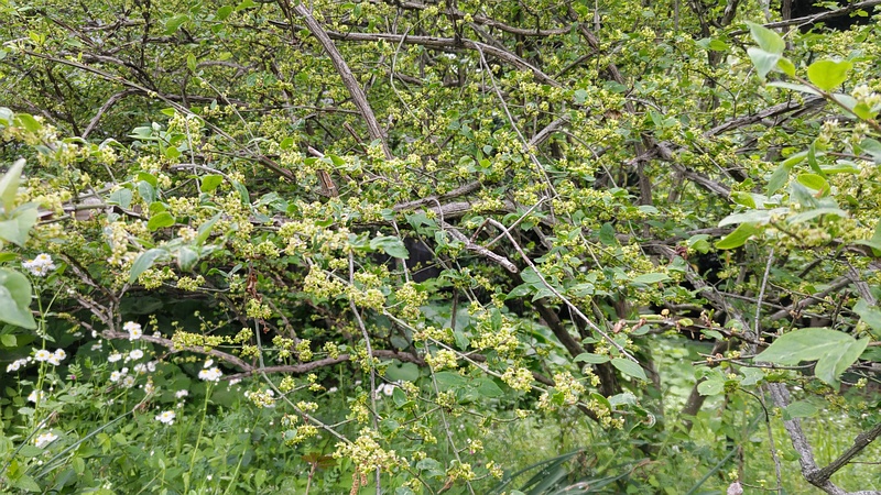 ニシキギの花 横浜市旭区希望が丘水の森公園