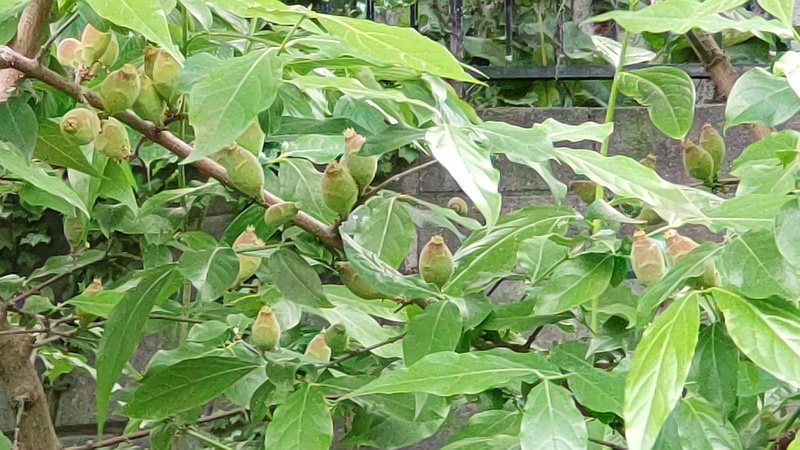 ロウバイの果実 横浜市旭区希望が丘水の森公園