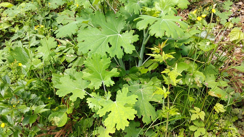 タケニグサ 横浜市旭区希望が丘水の森公園