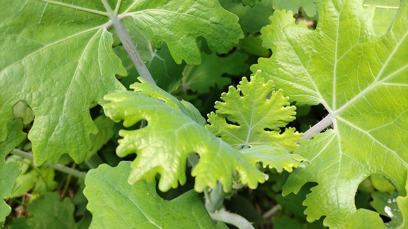 タケニグサ 横浜市旭区希望が丘水の森公園