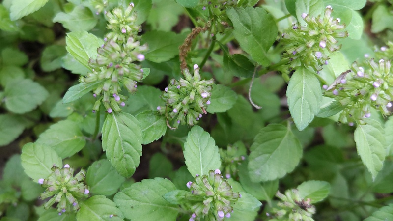 トウバナの花 横浜市旭区希望が丘水の森公園