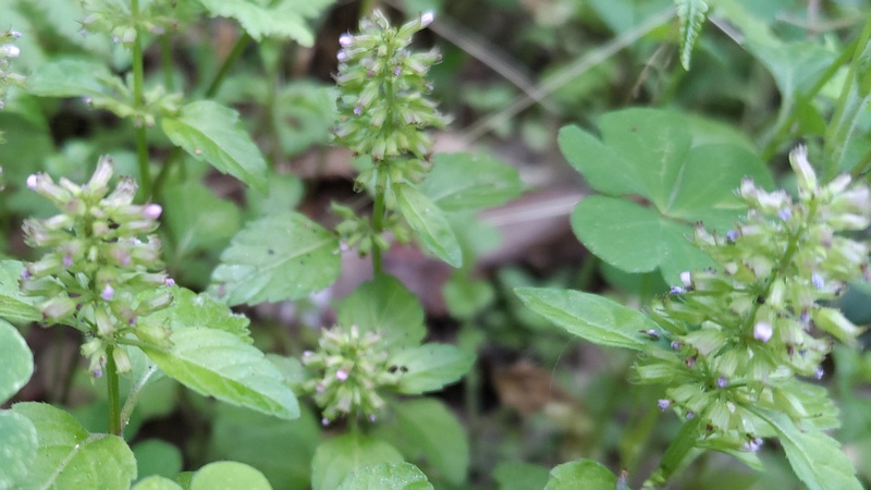 トウバナの花 横浜市旭区希望が丘水の森公園