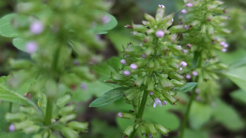 トウバナの花 横浜市旭区希望が丘水の森公園
