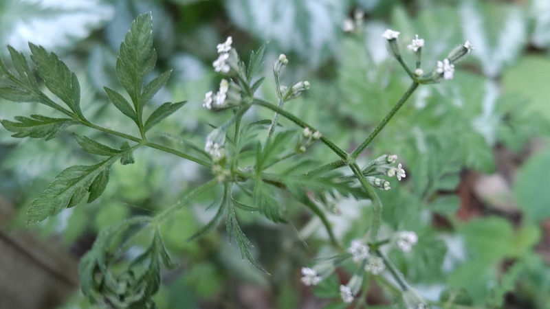ヤブジラミの花 横浜市旭区希望が丘水の森公園