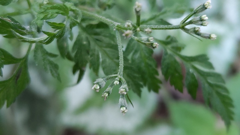 ヤブジラミの花 横浜市旭区希望が丘水の森公園