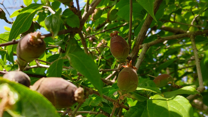 ロウバイの果実 横浜市旭区中希望が丘