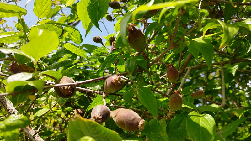 ロウバイの果実 横浜市旭区中希望が丘