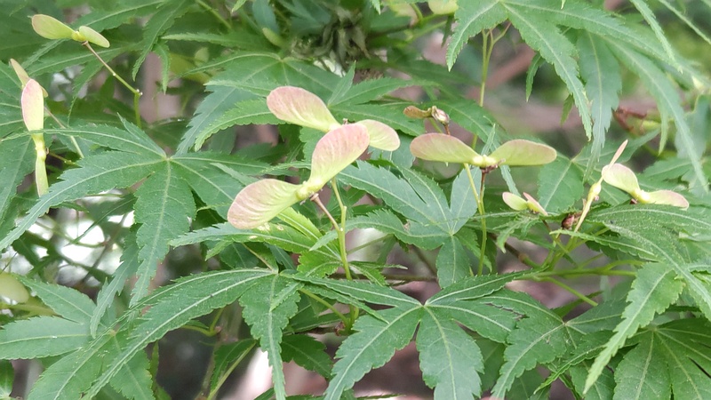 イロハモミジの果実 横浜市瀬谷区長屋門公園