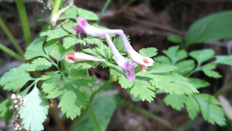 ムラサキケマンの花 横浜市瀬谷区長屋門公園