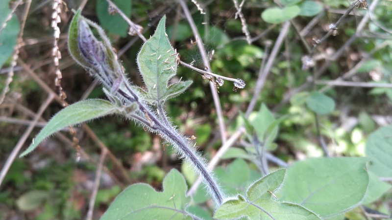 ヒヨドリジョウゴ 横浜市瀬谷区長屋門公園