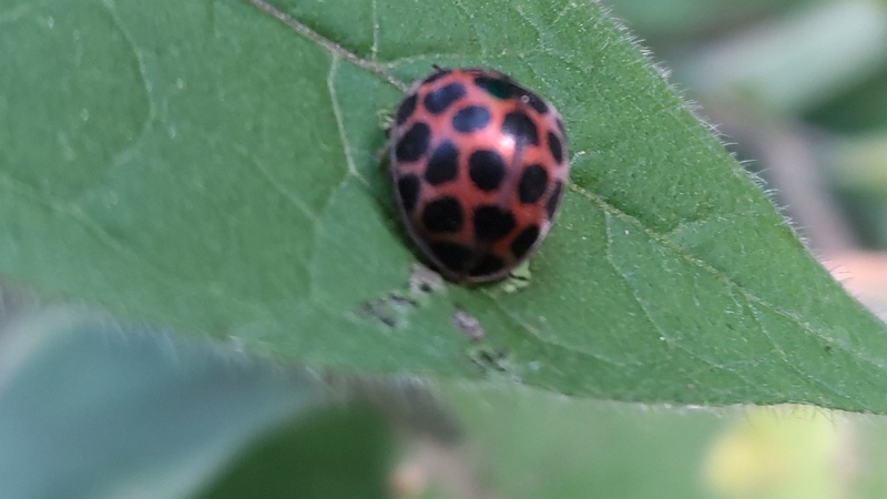 ヤマトアザミテントウ 横浜市瀬谷区長屋門公園