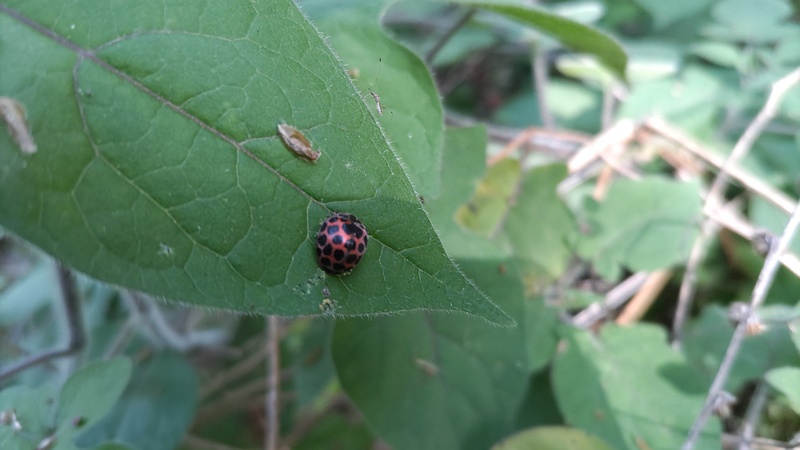 ヤマトアザミテントウ 横浜市瀬谷区長屋門公園