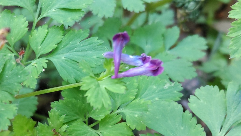 ムラサキケマンの花 横浜市瀬谷区長屋門公園