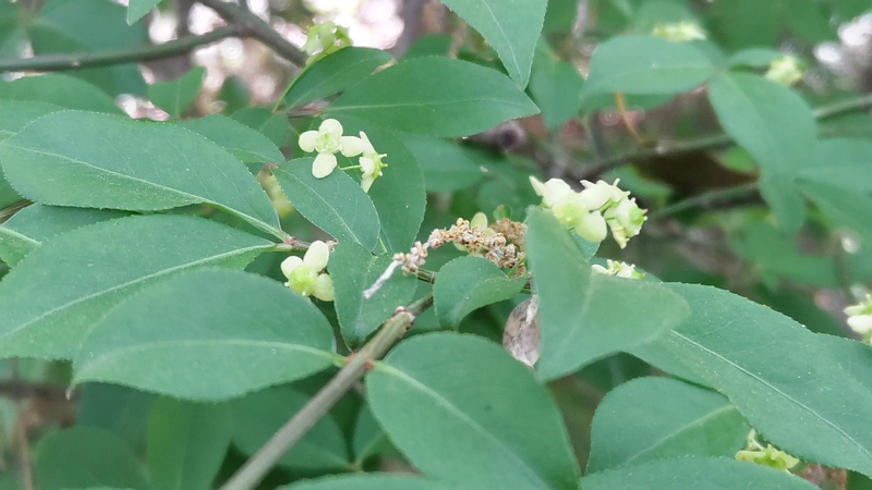 マユミの花 横浜市瀬谷区長屋門公園