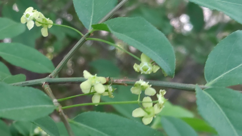 マユミの花 横浜市瀬谷区長屋門公園