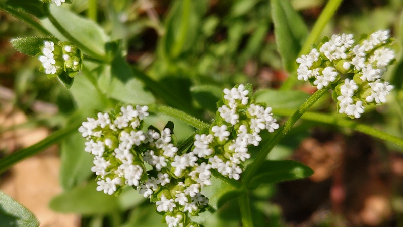 ノヂシャの花 横浜市旭区希望が丘水の森公園
