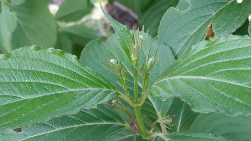 ハコネウツギの蕾 横浜市旭区希望が丘水の森公園