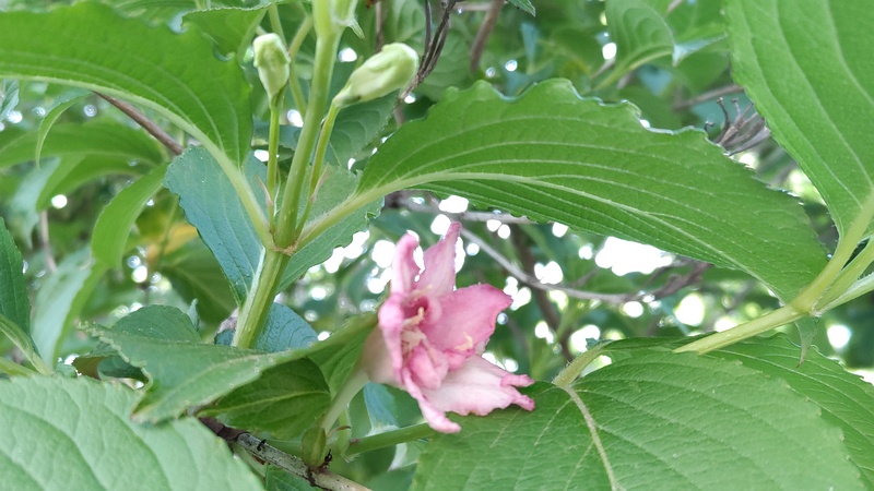 ハコネウツギの花 横浜市旭区希望が丘水の森公園