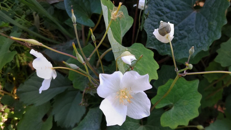 シラユキゲシの花 横浜市旭区希望が丘水の森公園