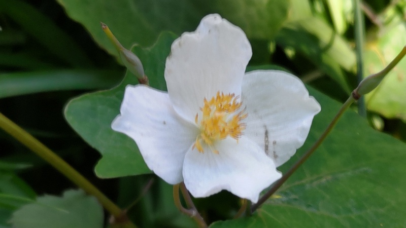 シラユキゲシの花 横浜市旭区希望が丘水の森公園