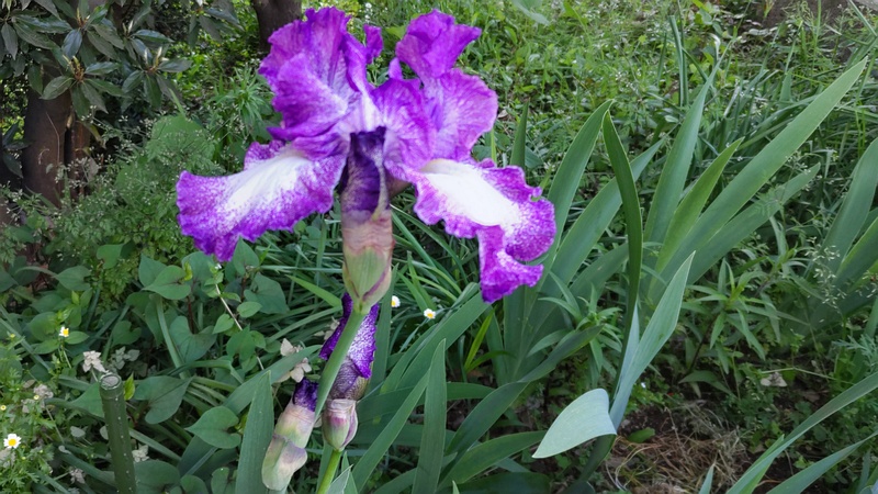 アヤメの花 横浜市旭区希望が丘水の森公園