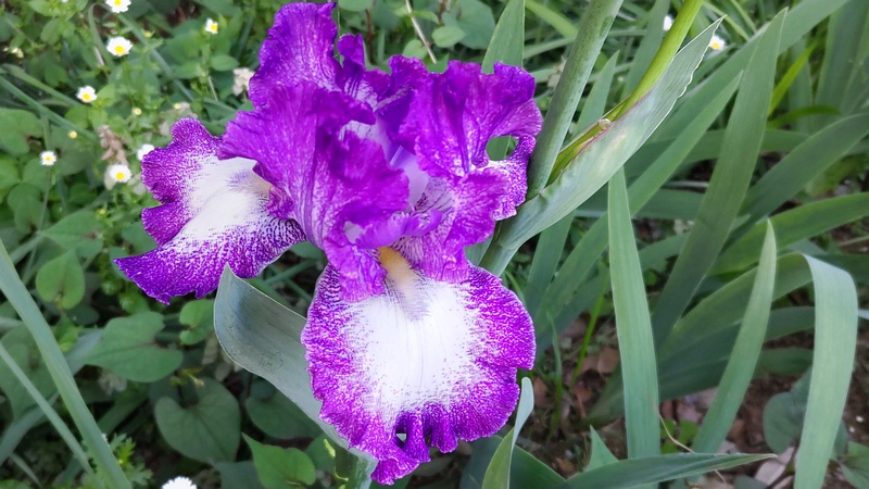 アヤメの花 横浜市旭区希望が丘水の森公園