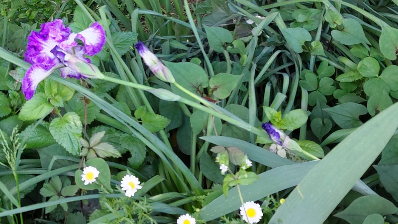 アヤメの花 横浜市旭区希望が丘水の森公園