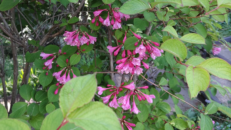オオベニウツギの花 横浜市旭区希望が丘水の森公園